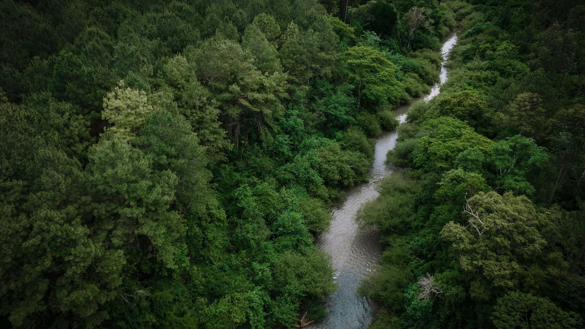 Y la esencia de la Selva Misionera