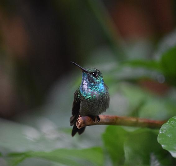 Jardín de los colibríes